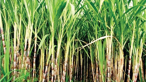 Maharashtra sugar industry: महाराष्ट्राच्‍या साखर उद्योगाला इथेनॉलचे बूस्‍टर; ६,२५० कोटींचा महसूल