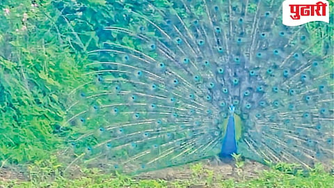 Bhokardan nature