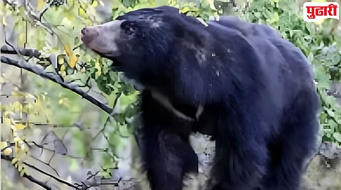 Bhandara Bear Attack : अस्वलाच्या हल्ल्यात वनपालाचा मृत्यू