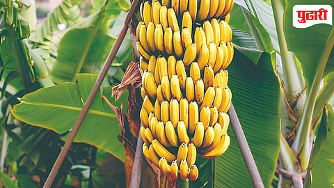 Banana crop Subsidy