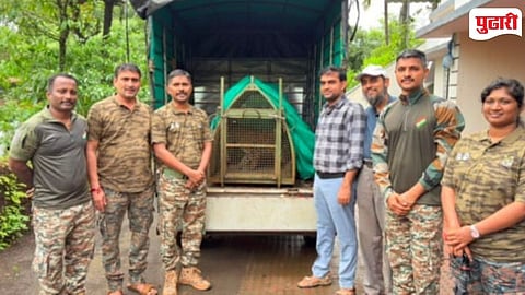 Sangameshwar Well Leopard Rescue Operation