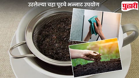 Leftover Tea Leaves Uses