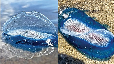Blue Jellyfish | 