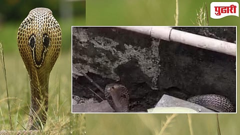Cobra Rescue : चार दिवस फरशीच्या भेगेत अडकलेल्या नागाची सुटका; दोन तासांच्या बचाव मोहिमेला यश!