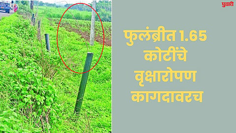Tree Plantation