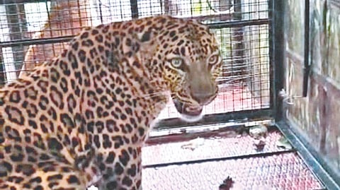 Belgaum Leopard Rescue: सुतगट्टीतील बिबट्या अखेर जेरबंद