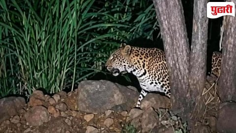 Solapur Leopard News | वाघोली शिवारात बिबट्याचे दर्शन; ग्रामस्थांमध्ये भीतीचे वातावरण