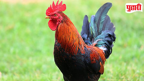 Chicken