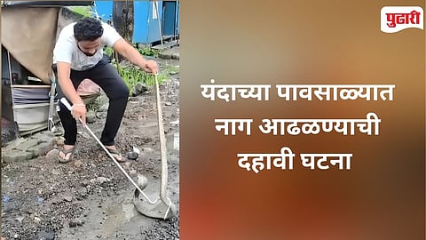 Snake Rescue Kalyan | कल्याणच्या गांधारीतून नागाला जीवनदान; यंदाच्या पावसाळ्यातील दहावी घटना 
