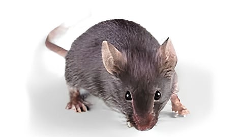 Rat bites patient at Gomeco hospital |गोमेकॉमध्ये उंदराने कुरतडला रुग्णाचा पाय