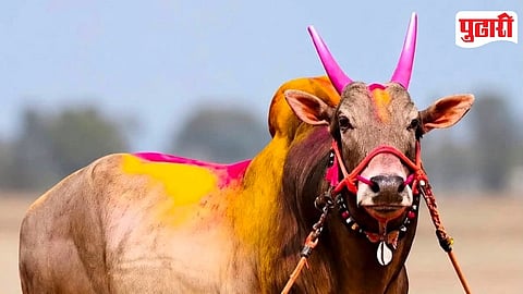 Bharatkesari Omya Bull