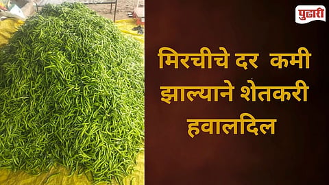 Farmers Loss Chilli Farming
