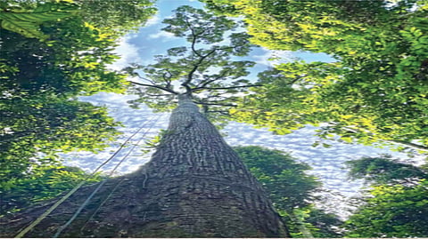Tall Trees Transport Water |