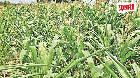 Bhokardan rainfall shortage