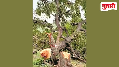 Dharur illegal tree cutting