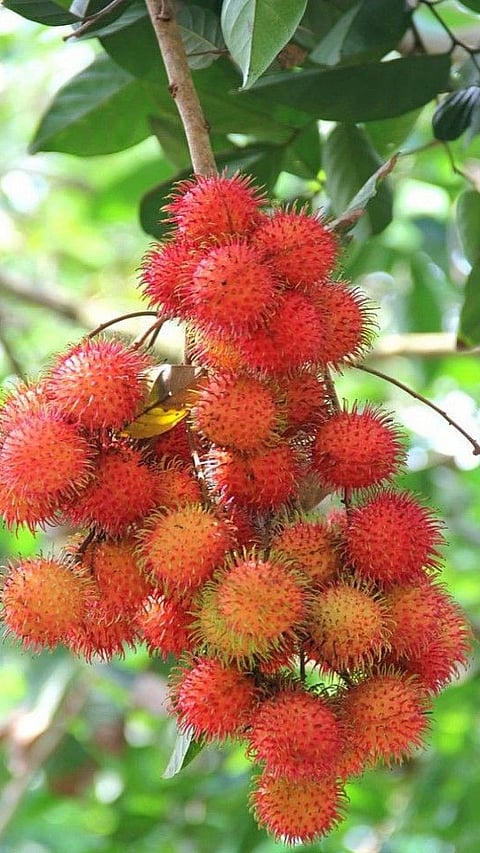 Rambutan