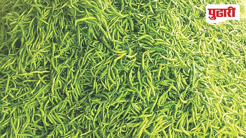 Bhokardan green chilli price