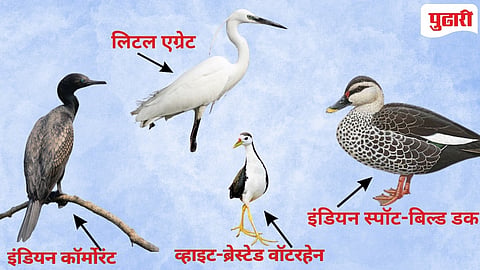 ६१ पक्षीप्रजातींची गोसेखुर्द धरण परिसरात नोंद! 