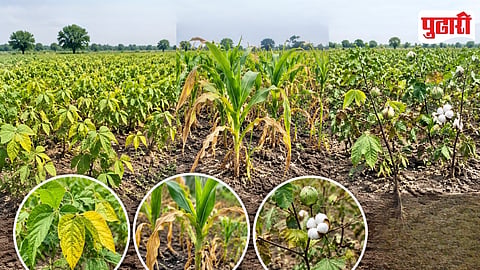 Kharif Crops