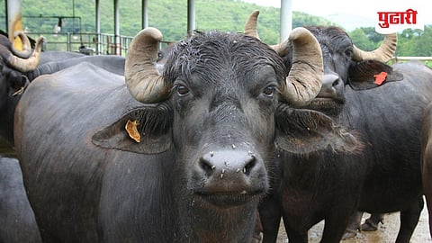 Gomanchali Buffalo Goa 
