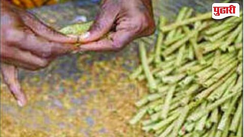 Sinnar Beedi Workers 