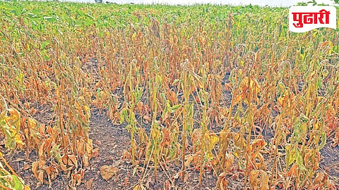Beed soybean crop loss