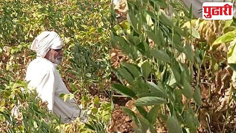 soybean crop