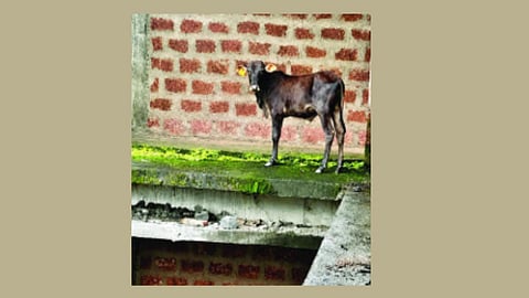 केपे इमारतीच्या तिसऱ्या मजल्यावर गेलेले वासरू.