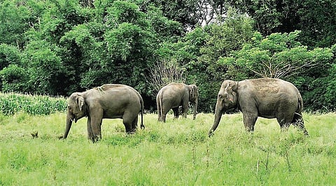 Human-Elephant Conflict | 