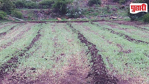 Crop