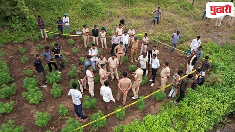 Dhule crime : 90 गुंठे क्षेत्रावरील सुमारे 7 कोटी 68 लाखाचे गांजाचे पीक उध्वस्त, शिरपूर पोलीस- वनविभागाची संयुक्त कारवाई