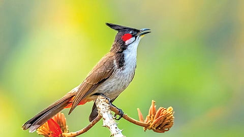 Birds’ Songs | 