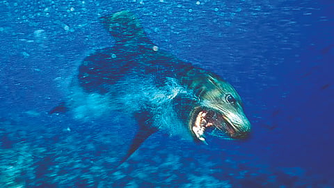 Domoic Acid |