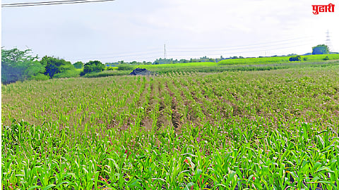 Kharif crops
