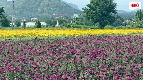 Flower Prices Fall