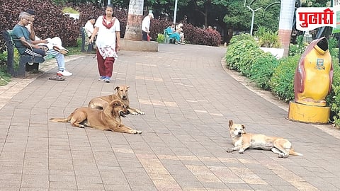 Pimple Gurav Stray Dogs