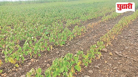 Beed farmers rainfall crisis