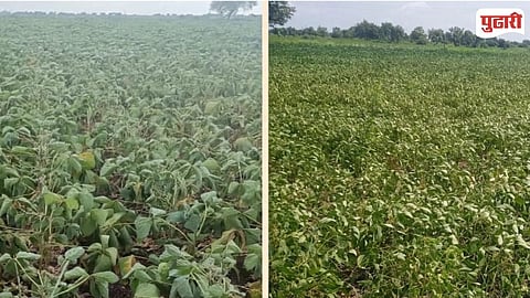 Naigaon Kharif Crops In Danger