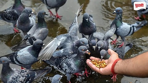 Pigeon Feeding Ban