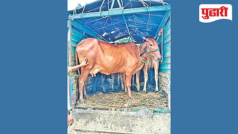 Cattle smuggling