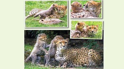 Cheetah Cubs |