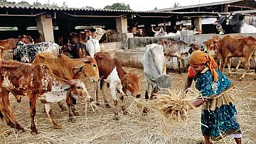 Animal Husbandry Subsidy