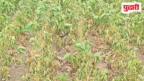 Partur rainfall shortage
