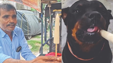 Kulfi for Dogs |