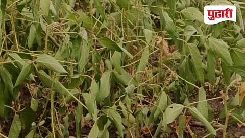 Parbhani news: सोयाबीन पिके करपली, खरीप हंगाम धोक्यात; बैल पोळा सणावर कोरड्या दुष्काळाचे सावट