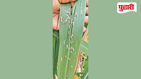 Nanded agriculture news