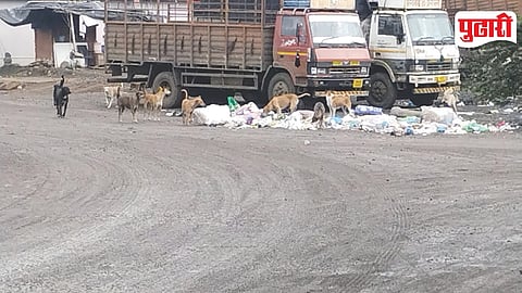 Stray Dogs