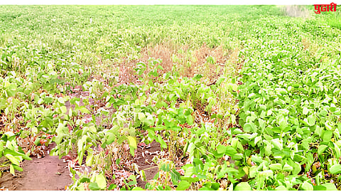 Jalna Agricultural News
