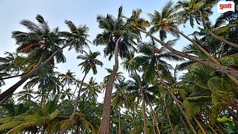 Murud Coconut Farmers