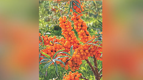 Sea Buckthorn